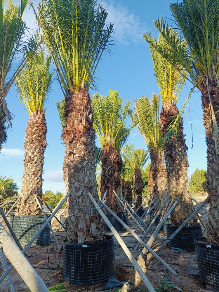 Canary island date palm